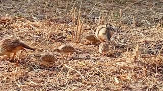 grey francolins and their Chick  دکنی تیتر اور ان کے بچے #birdslover #francolinus #greyfrancolin