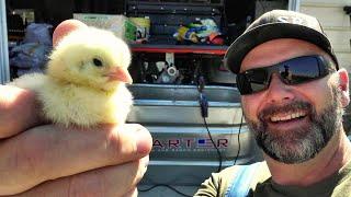 BEST NO-NONSENSE EASY GUIDE to RAISING YOUR NEW BABY CHICKS with success