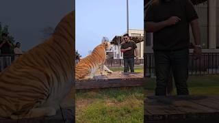 World Rarest Taby Tiger in Chain  Nouman Hassan 