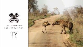 Wild Dog and Hyena Interaction - Londolozi TV