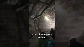 ULAR KETANGKAP WARGA