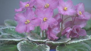 African Violet Show