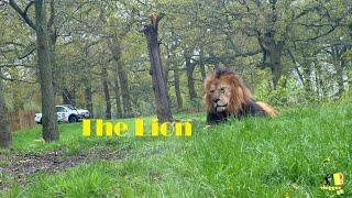 Knowsley SafariPark Part 22 The Lion