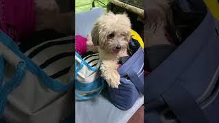 funny and cute fur babies#furbabies #funny #shortvideo #shortsvideo #pets #dogs #manbestfriend