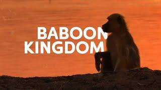 Africas Golden Baboons Fighting Against The Perils Of Life  Wildlife Documentary