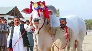 Bhagnari Bull competition Cattle Ring Sibi Mela 2019