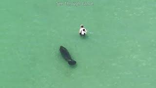 Looking Around the Water for Something Interesting at the Beach in Florida When a Manatee Swims By