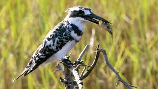 Kingfishers Epic Dive to Catch Prey  Seasonal Wonderlands  BBC Earth