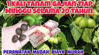 satu kali tanam panen tiap minggu selama 20 tahun  tanaman penghasil uang