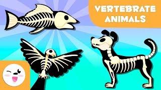 Vertebrate Animals for kids Mammals fish birds amphibians and reptiles