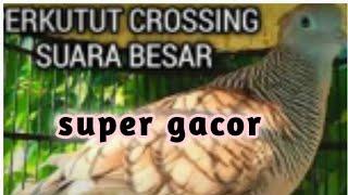 suara perkutut crossing super gacor @kenaribilungchannel389 