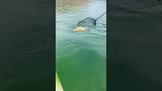 Unexpected Catch…Kayak Carp on the Shenandoah. #fishing