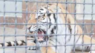 Злой тигр Ялтинского зоопарка.
