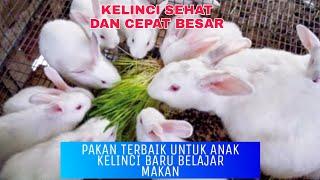 Tip memberi pakan untuk anak kelinci usia 20 hari supaya cepat besar-anak kelinci baru belajar makan