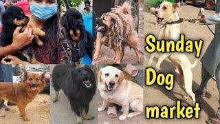 Sunday Dog market  Tollinton Market Lahore  Dog market in Pakistan  pet market