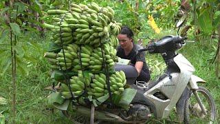 Harvest bananas to sell   Vang Hoa