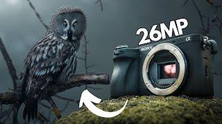 Sony A6700 Review｜Good for WILDLIFE Photography?