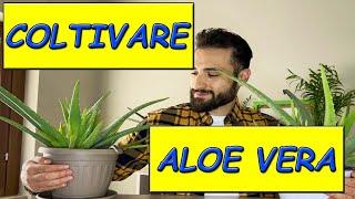 COME coltivare ALOE VERA in vaso o in terra IN MODO SEMPLICE