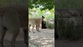 SHEPHERD DOG IN CAPPADOCIA GETS INTO ABODE TO BE NOT DISTURBED #dog #shepherddog #cappadociaturkey