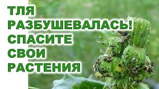 Как чем защитить растения сада огорода от тлиHow and with what to protect garden plants from aphids