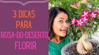 PLANTAS FLORIDAS 3 dicas para a Rosa-do-Deserto florir