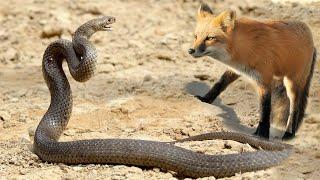Snake Vs Fox Big Battle In The Wild  Epic Battle Compilation