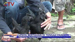 Ayam Cemani Ayam Serba Hitam dengan Harga Jual Puluhan Juta Rupiah  - BIP 1002