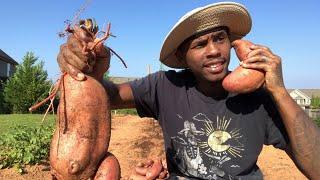 SWEET POTATO HARVEST.....  WHEN TO HARVEST SWEET POTATOES?