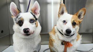 Whats Better Than a Corgi? Two Corgis Of Course.