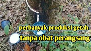 Pembuktian.. Setelah 4 bln penyemprotan nutrisi kulit