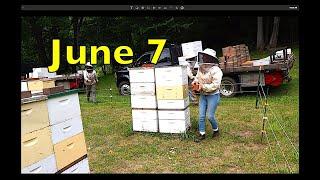 Early June Beekeeping