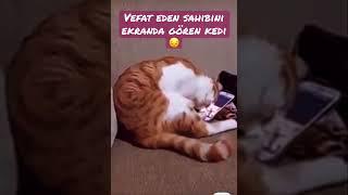 Sessiz Kedi Dostlarımız