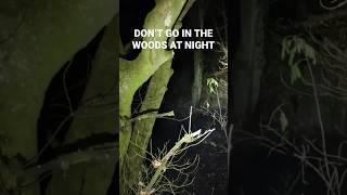 Don’t Go in the Woods at Night #creepy #scary #haunted