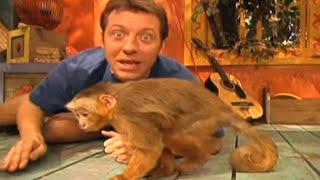 Zoboomafoo with the Kratt Brothers CAPUCHIN MONKEYS  Full Episodes Compilation