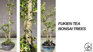 Bonsai Tutorial 2021  Fukien Tea Tree Bonsai Carmona Bonsai Tree 福建茶樹盆栽