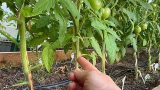 Лучшая формировка низкорослых томатов Урожай невероятный с каждого куста