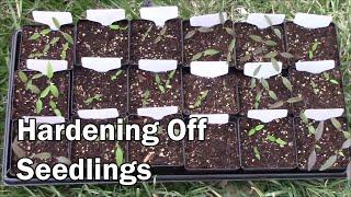 One Simple Tip For Hardening Off Pepper Tomato and Other Seedlings.