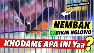 Piala pakualam jilid 10‼️BURUNG AMPUH‼️JUARA 1.2.2 MURAIBATU INI DURASI LAGU GAYA KOMPLIT