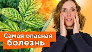 НЕМЕДЛЕННО УДАЛИТЕ ТАКИЕ КУСТЫ МАЛИНЫ И СМОРОДИНЫ чтобы они не заразили весь сад опасной болезнью