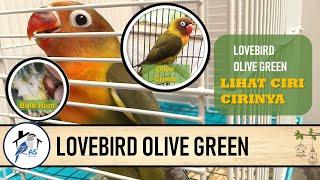 LOVEBIRD OLIVE GREEN DELIME