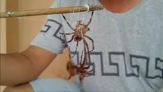 Spider Fight in the PHILIPPINES Intense Battle