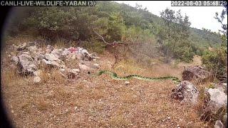 İLK KEZ BİR YILAN YABAN HAYATI CANLI YAYIN KAMERALARIMIZLA GÖRÜNTÜLENDİ.. 