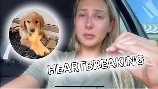 I Have Bad News.. UPDATE on Puppy Travel Vlog to Key West