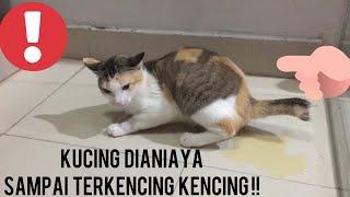 KUCiNG DiANiAYA SAMPAi TERKENCiNG KENCiNG