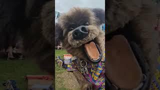 Hacker T Dog is at Glastonbury