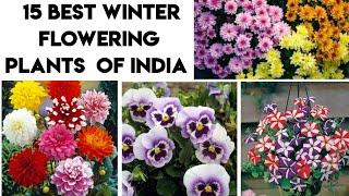 Top 15 Winter Flowering Plants  हजारों फूल देने वाले ये 15 पौधे सर्दियों में ज़रूर लगाइये 