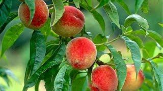 How to Grow Peaches Organically - Complete Growing Guide