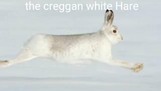 The creggan white Hare  original singerPaddy Tunney