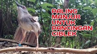 Suara ciblek paling manjur Untuk pancingan ciblek tangkapan atau macet Ciblek gacor