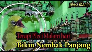 Masteran Pleci Malam Hari Bikin nembak Panjang